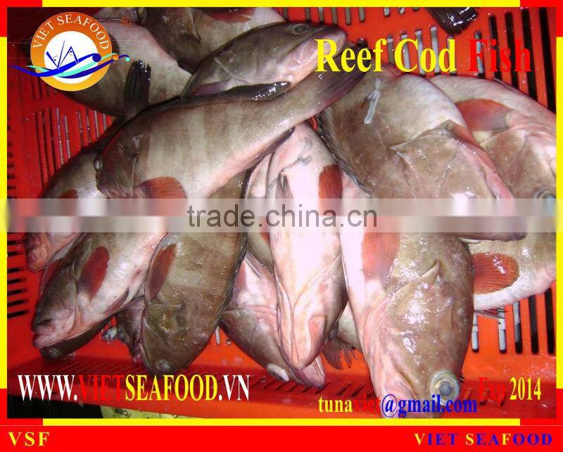 WHOLE ROUND FROZEN REEF COD FISH