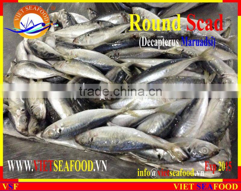 FROZEN MARUADSI (ROUND SCAD)