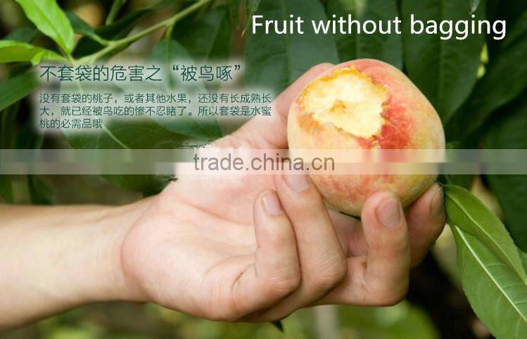 Fruit cover peach bag/kiwi fruit bag/mango bag