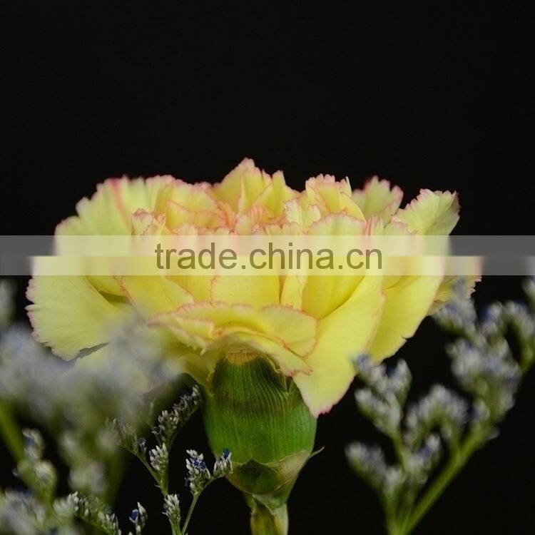 Colorful Best-Selling carnation fresh flower