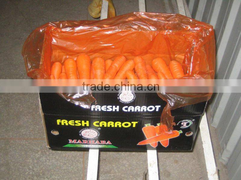 Chinese fresh red Carrot processing plant