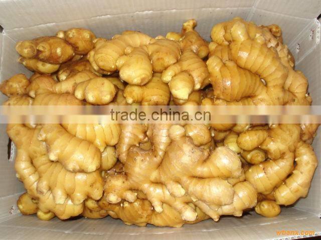 2015 new crop high quality fresh ginger for sale