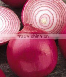 onion