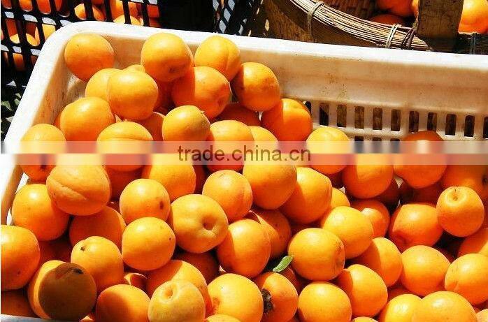 better fresh canned apricot half