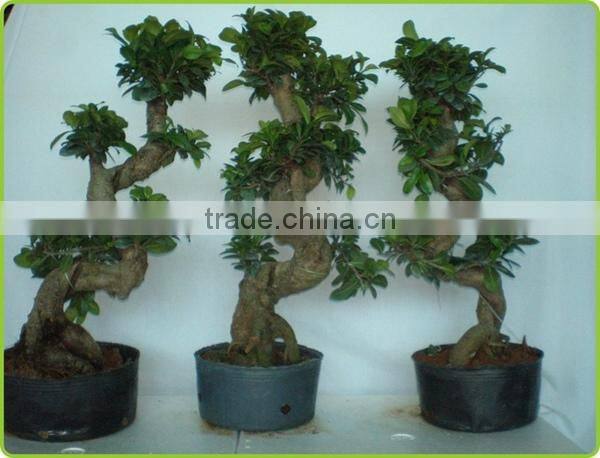 S shaped ficus ginseng microcarpa bonsai tree banyan ficus indoor ornamental decorative plants nursery