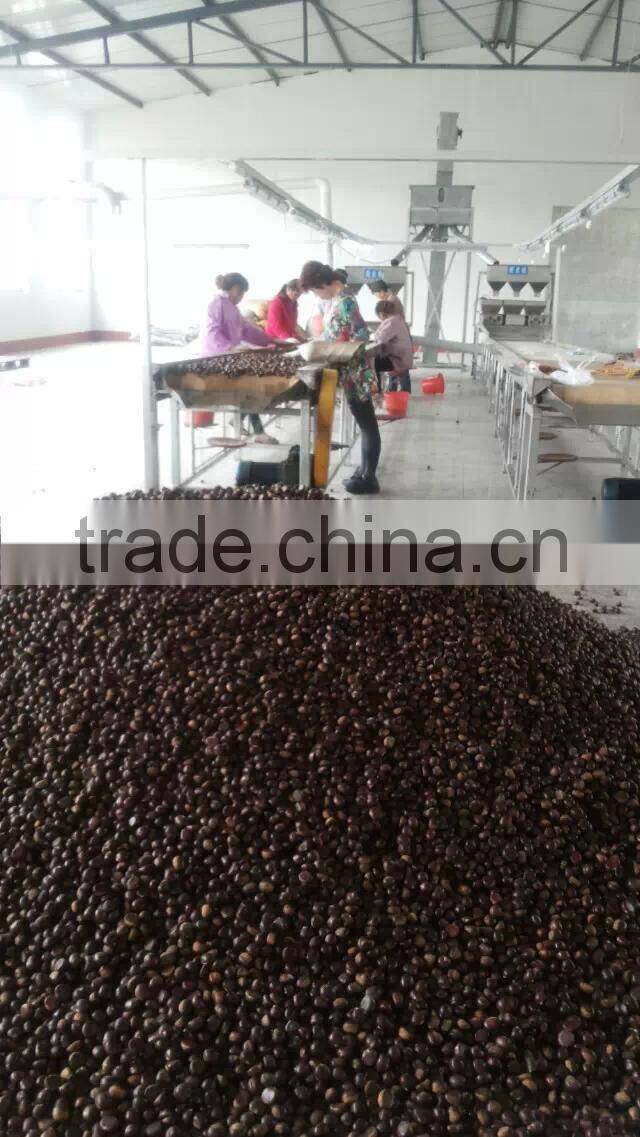 high quality 5kg gunny bag fresh chinese chestnut for Jordan