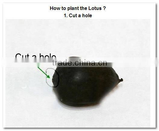 2015 Water Lily Lotus Seeds For Growing For Family Pot Landscape