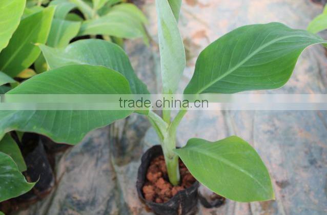 banana trees seedling nursery