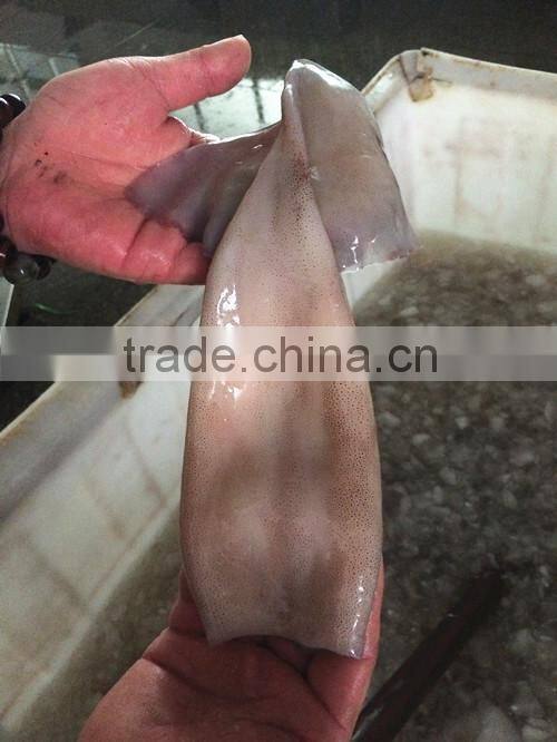 Landing frozen Illex Squid body with size 400 - 600g