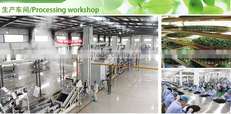 Chinese hot sale natural green tea bag