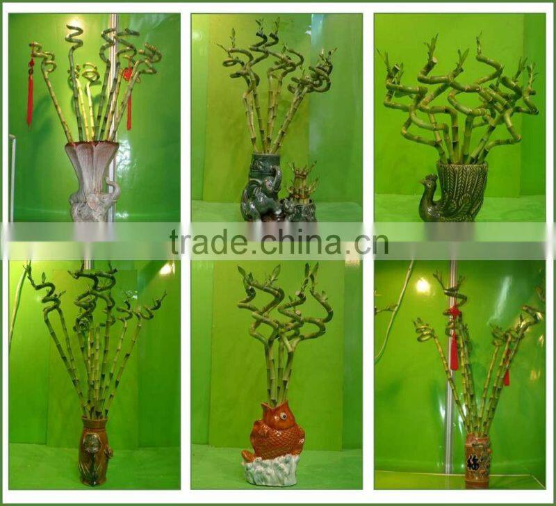 spiral lucky bamboo 25cm-100cm DRACAENA SANDERIANA air bonsai tree indoor aquatic feng shui plants nursery garden decoration