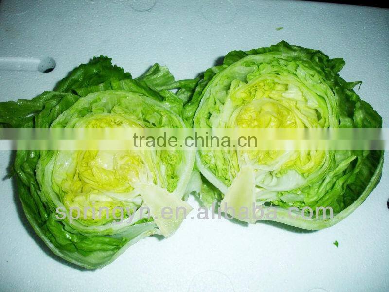 green lettuce for cooking