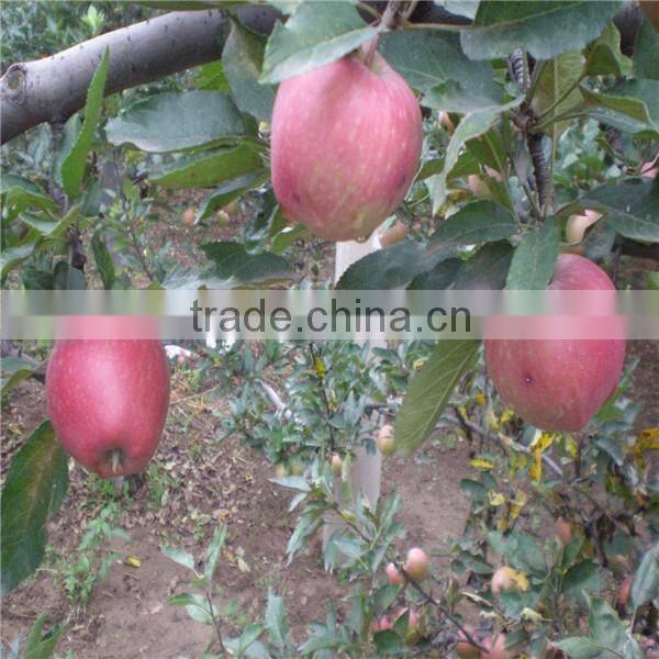 Chinese gala apple/ Gala apple for sale