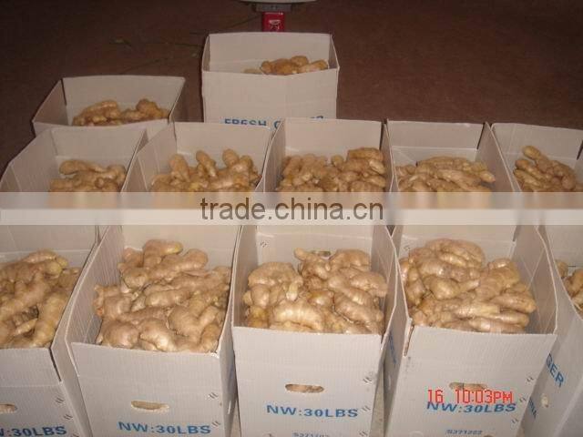 New Crop china fresh ginger for sale