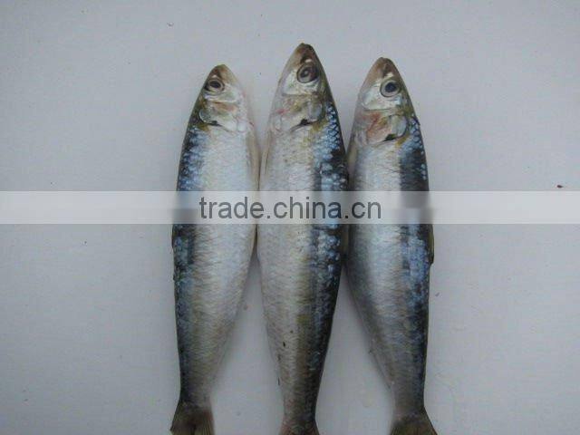 competitive canned sardine price