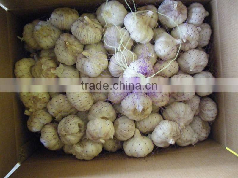 best quality 5.0cm normal white garlic
