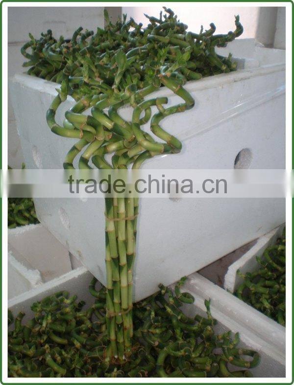 spiral lucky bamboo 25cm-100cm DRACAENA SANDERIANA air bonsai tree indoor aquatic feng shui plants nursery garden decoration