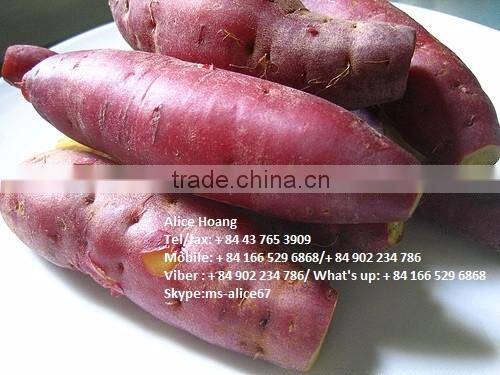Export fresh sweet potato bulk