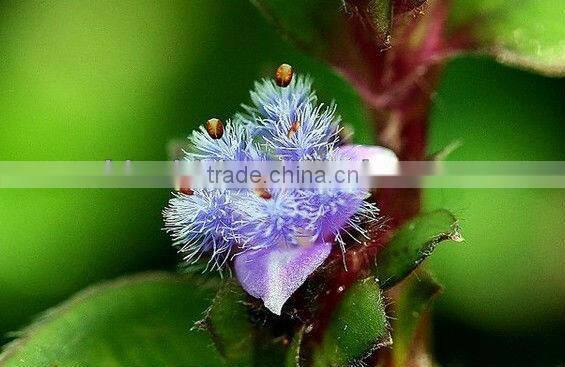 GMP Manufacturer Supply Natural Cyanotis Arachnoidea Extract