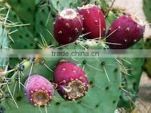 WANDA hot seller prickly pear oil press