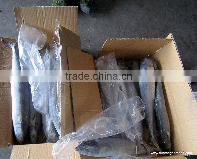 A grade quality frozen spanish mackerel fillets