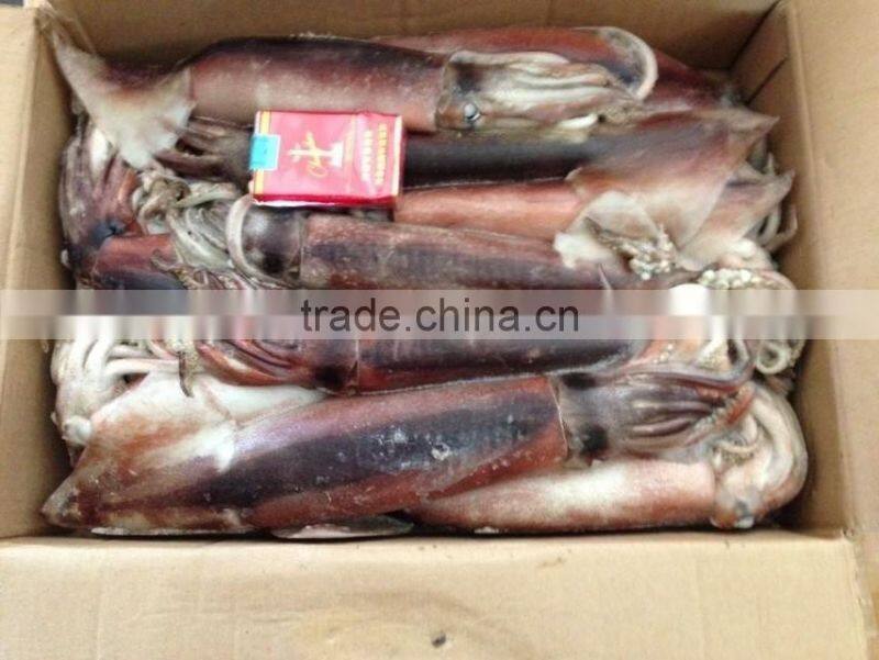 Whole Round BQF Frozen Todarodes Pacificus Squid