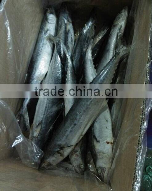 Frozen Spotted Spainsh Mackerel