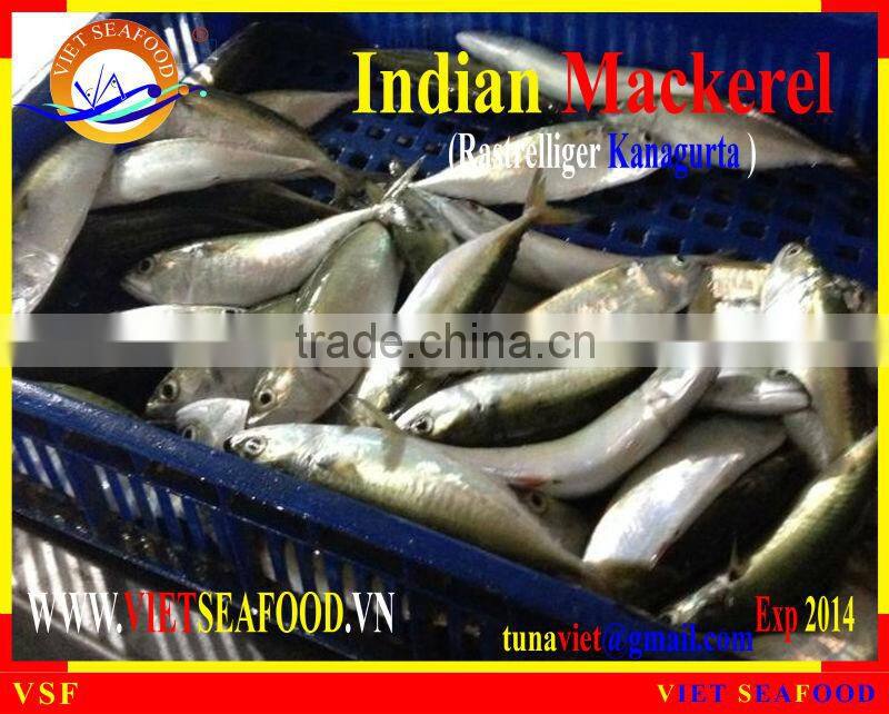 FROZEN W/R INDIAN MACKEREL