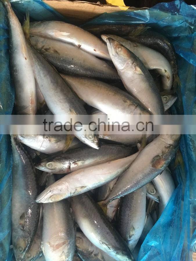 Land frozen fresh BQF size 100-200g pacific mackerel ( scomber japonicus )