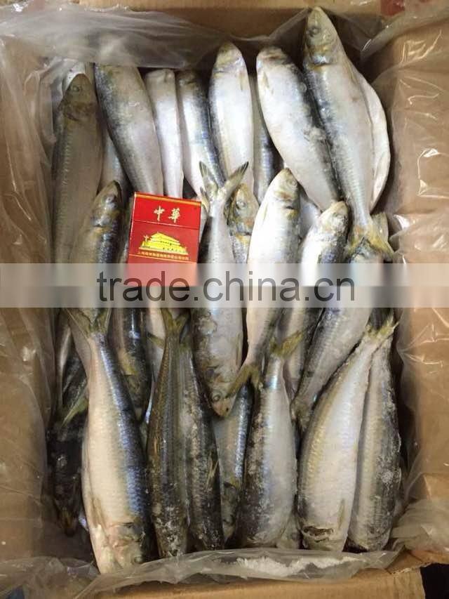 2015 frozen sardine wr for fishing bait 90-120pcs/ctn