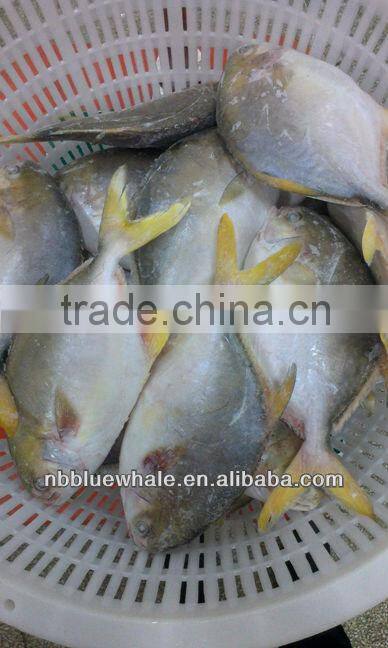 300-500G 400-600G 500-700G 800G UP pompano fish