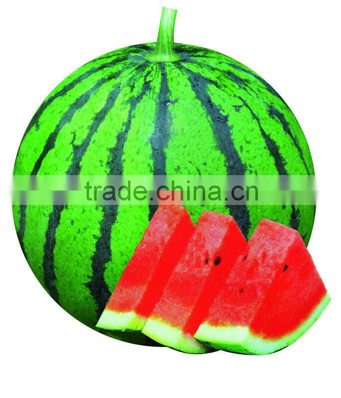 SHIJIA chinese watermelon hybrid seed