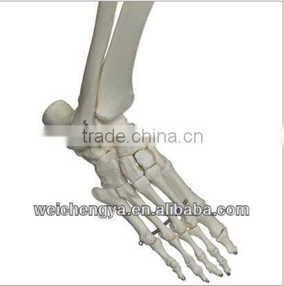 Biological Science Human Model Standard 85cm Skeleton on Pelvic Mounted Base