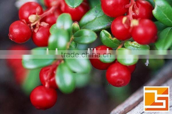 Anti-aging Lingonberry powder for protecting eyes