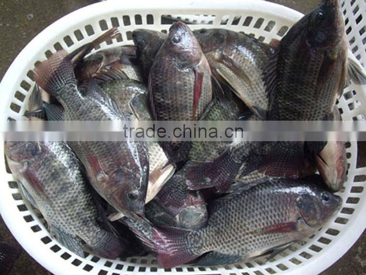 foods black frozen tilapia fish