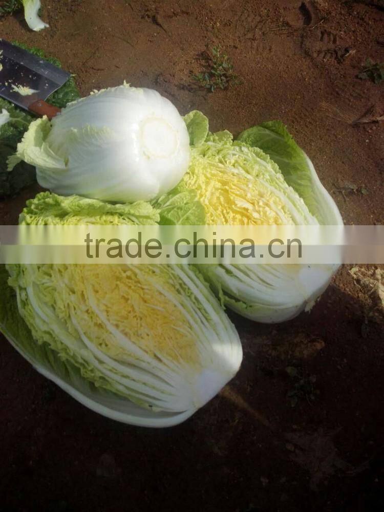 Chinese Cabbage