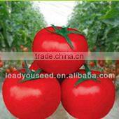 CF48 Genius 48 days extra early maturity hybrid white cauliflower seeds