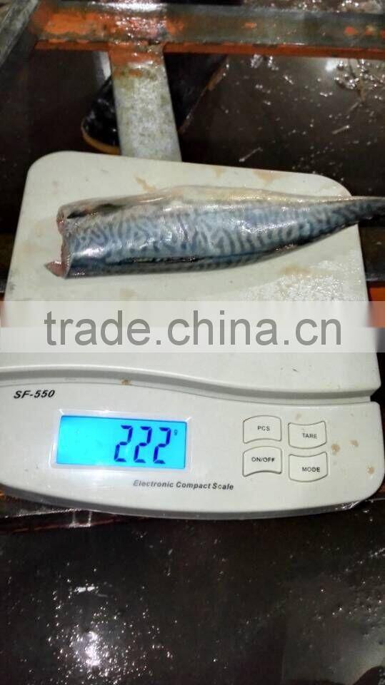 HGT pacific mackerel scomber japonicus headless gutted tailess