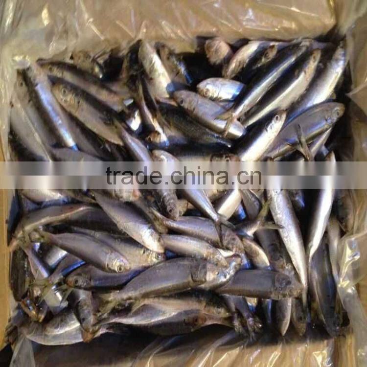 Canned fish sardine low price W/R frozen sardine for canning
