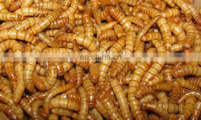 High level Dust- free multifunctional tenebrio molitor Separator machine