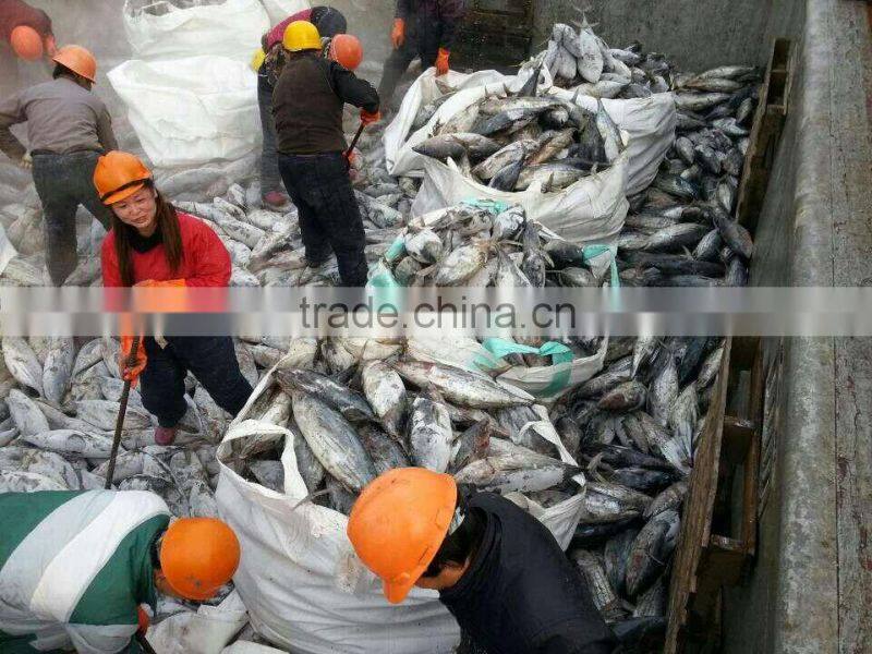 Brine frozen Skip Jack tuna whole round on board