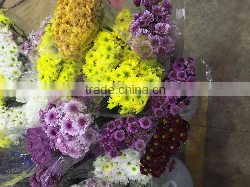 Fresh cut Chrysanthemums flower