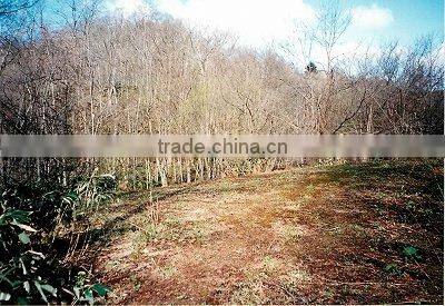 Hokkaido Iwamizawa forestland