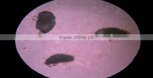 New model SVC-204,UV light vacuum cleaner,UV bed mattress, for bed,sofa,pillow