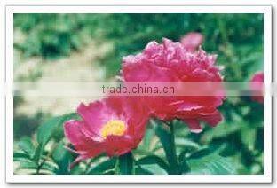 Herbaceous Peony Plant Root Fu Gui Hong