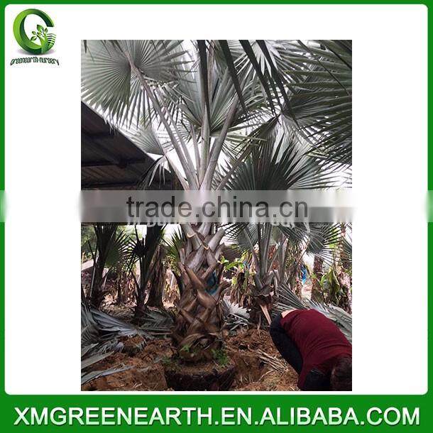 Bismarckia nobilis palms trunk 2m