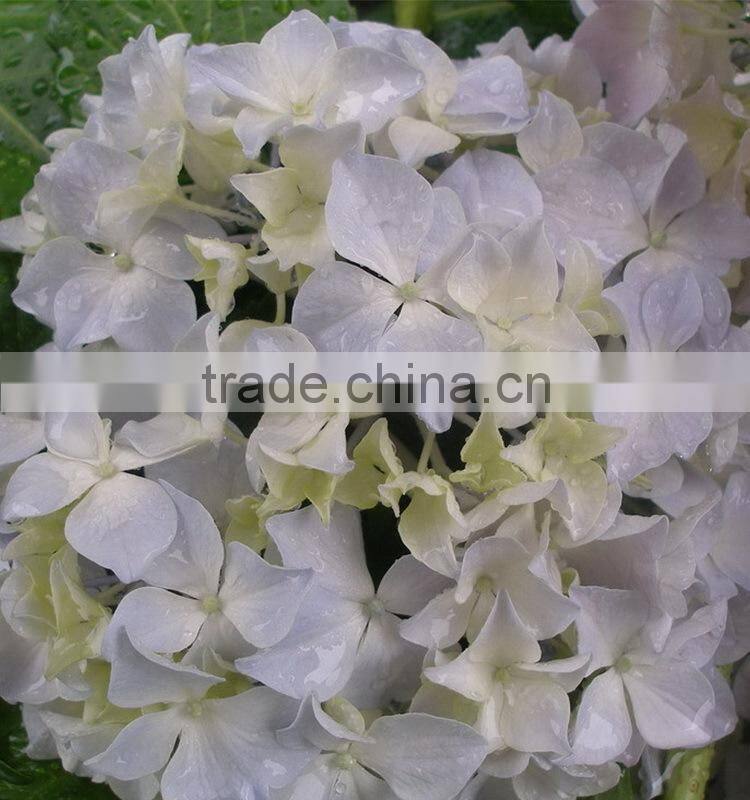 Factory hotsell hydrangea bundle