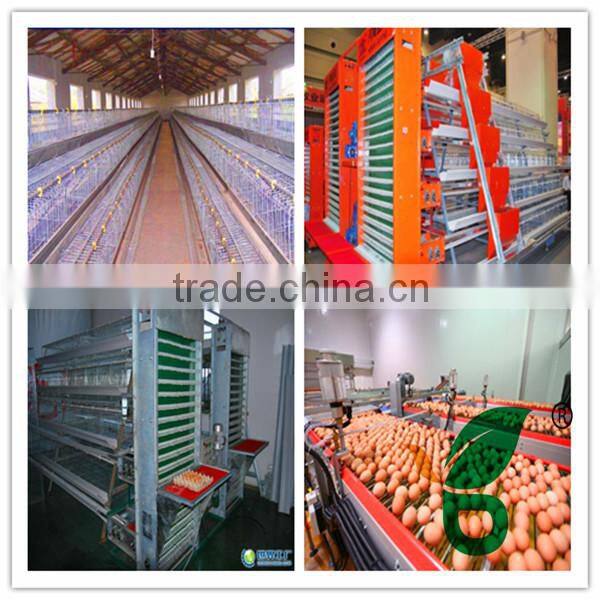 Automatic egg collecting machine