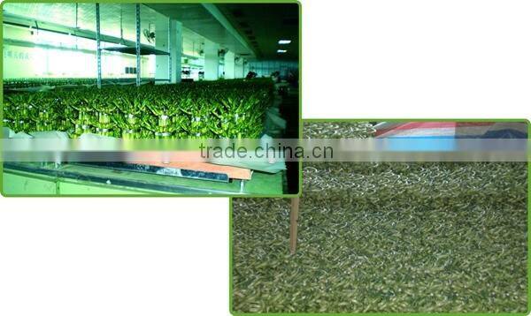 fengshui wheel lucky bamboo air bonsai tree dracaena sanderiana indoor ornamental aquatic water plants nursery garden decoration