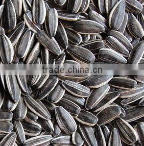 Shine Skin Pumpkin Seeds Kernel With Top and High Quality